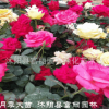 大花月季大苗基地 大花月季苗價格 廠家批發(fā)月季