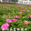 四季玫瑰苗基地 大馬士革食苗 盆栽地栽 四季玫瑰