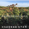 紅葉石楠小球基地 紅葉石楠小球價格 專賣紅葉石楠小毛球