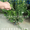 大葉黃楊毛球基地 大葉黃楊毛球價格 批發(fā)大葉黃楊球