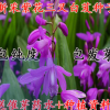 新采藥材種子白芨種子正品紫花白芨種子 蜀妙三叉白芨種子