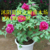 當年開花牡丹花苗盆栽牡丹苗多分枝5年大苗