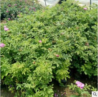 四季開花平陰大馬士革食用泡茶濃香玫瑰花苗盆栽陽臺花園花卉植物