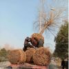 工程用苗金絲垂柳 別墅綠化垂柳柳樹 園林植物落葉性喬木柳樹