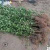 園林植物北海道 護坡綠化大葉黃楊 濕地綠化叢生形露地大葉黃楊
