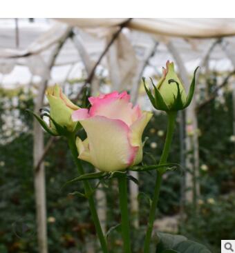 長期銷售綠化工程花卉種苗 紅袖玫瑰花苗四季開花 現挖現發高存活