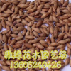 加拿利海棗種子批發(fā) 新采摘 顆粒飽滿 加拿利海棗種子價(jià)格