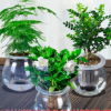 批發零售 室內辦公室內綠植盆栽花卉綠蘿發財樹水培帶盆 桌面植物