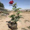基地月季花 歐月藤本月季 爬藤月季庭院薔薇玫瑰盆栽花卉月季花卉
