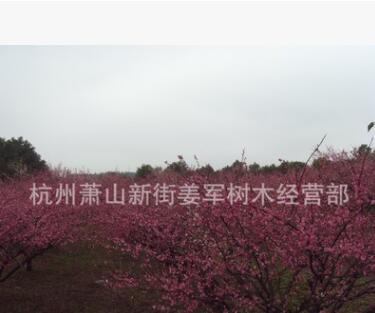 紅梅 嫁接 綠梅 各種規格 大量批發 基地直銷