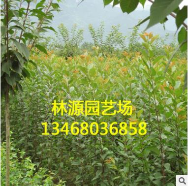 基地批發(fā)各種綠化苗 日本櫻花小苗 行道樹綠化苗基地