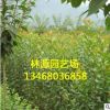 基地批發(fā)各種綠化苗 日本櫻花小苗 行道樹綠化苗基地