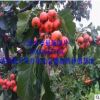 產(chǎn)地直銷 萬(wàn)畝無(wú)公害山楂 新鮮山楂