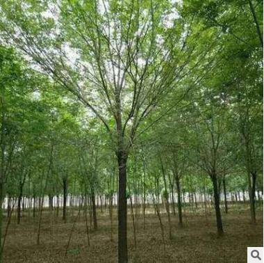 苗圃直銷優質白蠟樹苗 速生白臘苗 對節白蠟小苗綠化工程園林苗木