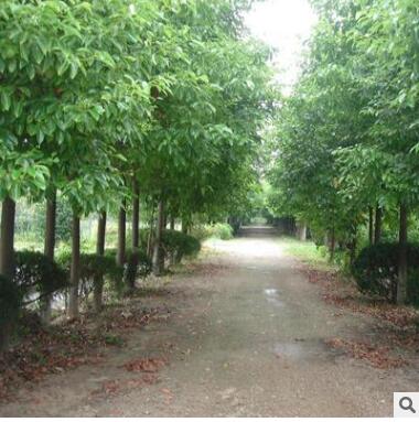 批發園林工程綠化苗木香樟樹庭院植物香樟樹苗 四季常青規格齊全