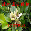盆栽觀花植物 綠植花卉 高檔室內花卉盆景 含笑花苗 大小苗齊全
