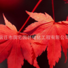 精品日本紅楓樹苗批發三季紅楓苗 工程綠化苗木 行道風景樹