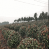 紅葉石楠球