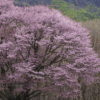 櫻花苗