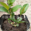 富貴王子扦插苗 具有良好的抗寒能力 花期長達120天 極具觀賞價值