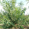 基地出售品種優(yōu)良價格合理碧桃碧桃 帶土球發(fā)貨紅葉龍柱碧桃