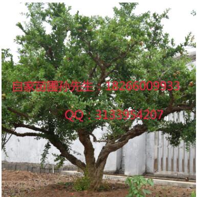 批發(fā)石榴樹當(dāng)年結(jié)果石榴大樹軟籽甜石榴綠化苗木景石榴盆景樹樁