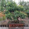 石榴樹盆景果樹大型花卉盆景下山樁 室內(nèi)大中型石榴盆景樹樁