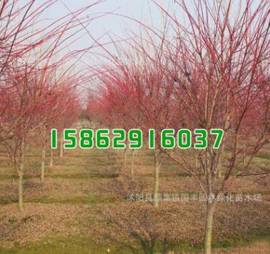 基地批發(fā)紅楓樹(shù)苗新品種 赤楓綠化工程小苗 中國(guó)紅楓