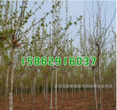 批發(fā)綠化工程苗木 法桐樹(shù)苗 法桐小苗 規(guī)格齊全 道路綠化