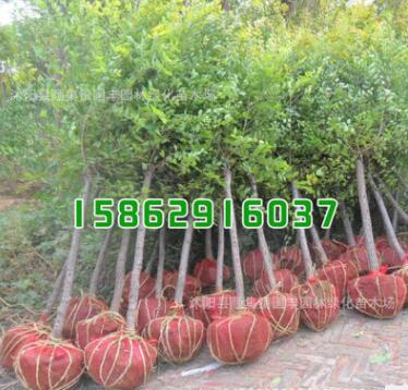 綠化工程小苗批發(fā) 金葉榆樹苗 優(yōu)質中華金葉榆小苗 規(guī)格齊全