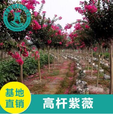 基地直銷紫薇品種齊全批發(fā)供應量大從優(yōu) 綠化工程紫薇