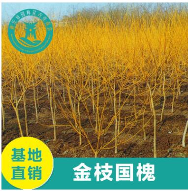 直銷(xiāo)黃金槐樹(shù)苗 金枝槐 5-15厘米工程綠化公園風(fēng)景樹(shù)