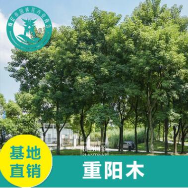 供應各種苗木 基地直銷 優(yōu)質(zhì) 重陽木