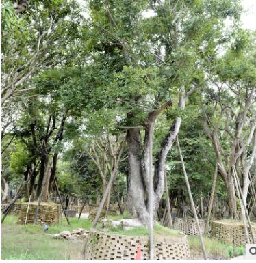 多桿全冠樸樹 供應各種工程綠化 產地直銷大量批發優質樸樹
