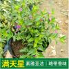 基地供應綠化苗木滿天星 滿天星袋苗 常年供應地被滿天星