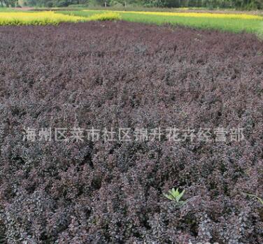 紅葉小檗苗批發綠化綠籬色塊苗木庭院籬笆圍墻紅葉小檗苗