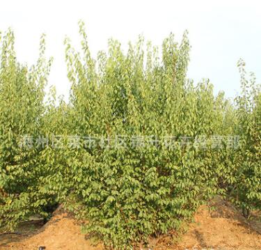 紅梅樹苗批發園林精品盆栽工程綠化苗木紅梅花苗耐寒紅梅小苗
