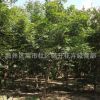 美國紅楓樹苗批發工程綠化苗木 庭院彩葉植物 精品盆栽中國紅楓苗