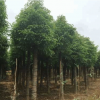 基地批發(fā) 精品截桿香樟 香樟苗木 多桿叢生發(fā)帽香樟 大香樟樹