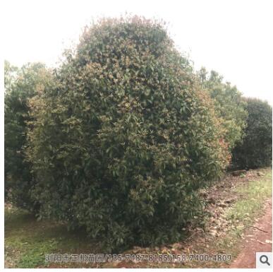 叢生桂花 基地供應(yīng)優(yōu)質(zhì)桂花樹 造型好土球好成活率高