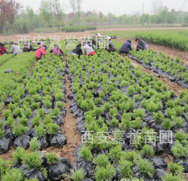 批發(fā)供應側柏苗 凈化空氣側柏樹 側柏苗基地 樹形飽滿