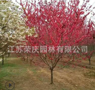 苗圃低價批發紫葉桃 紅葉碧桃 紫葉碧桃樹苗庭院植物工程綠化苗木