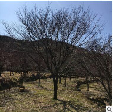 精品大紅楓 地栽公園綠化苗木 基地直銷行道樹 楓葉林 落葉喬木