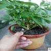 苗圃批發(fā)盆栽鴨腳木 鴨腳木大盆栽 鵝掌財 八方來財