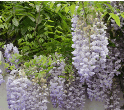基地直銷(xiāo)紫藤樹(shù)苗 庭院別墅美化 多花紫藤苗 紫花紫藤 攀援植物