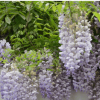 基地直銷紫藤樹苗 庭院別墅美化 多花紫藤苗 紫花紫藤 攀援植物
