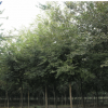 基地直銷工程園林綠化苗木櫸樹 優(yōu)質(zhì)紅櫸樹苗批發(fā) 大葉櫸量大從優(yōu)