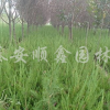 供應叢生蒙古櫟、叢生樸樹、叢生五角楓、叢生木槿