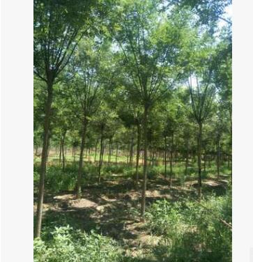 信譽賣家 批發基地 國槐頭大壽命長，開花濃香