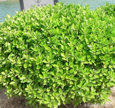 批發小葉黃楊球樹苗 四級常青色塊綠植園林綠化灌木 小葉黃楊球苗